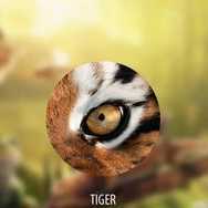 Vision animal simulator(�Ӿ�����ģ����app����)