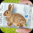 Bunny In Phone Cute joke(�������ֻ��ɰ�����Ц��Ϸ����)
