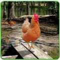 Hen Family Simulator(��ģ����)