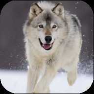 Wolf Dog Simulator(��ʿ��ģ����)