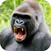 ������Animal Rush